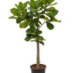 FIDDLE FIG BRANCHED TREE 130 - 150 CM TOTAL HEIGHT WITH 50 CM CLEAR THICK TRUNK