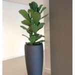 FIDDLE FIG - FICUS LYRATA - POTTED IN 55 CM POT - TOTAL HEIGHT -120 CM