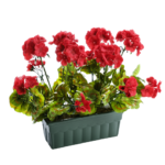 GERANIUM PLANTED IN ASSORTED POT - 30 CM LENGTH