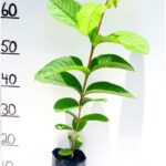 GUAVA 90-100 CM PLANT