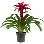 GUZMANIA PINK 50 CM