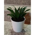 DRACAENA HEAD POTTED – 30 CM HEIGHT