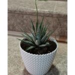 SUCCULENT POTTED - 20 CM HEIGHT