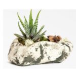 HOWARTHIA - SUCCULENT IN ROCK POT 18 CM LENGTH