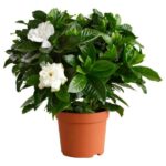 GARDENIA JASMINOIDES 30 CM