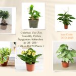 CLASSIC COMBO OFFER - 6 MINI PLANTS