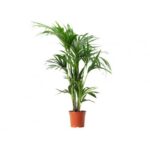 KENTIA PALM - 100 CM HT