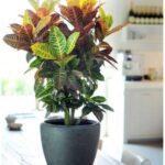 CROTON IN ASSORTED POT - 60 -CM HEIGHT