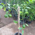 LIME TREE 1 MTR HT