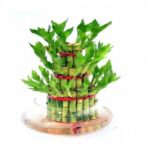 LUCKY BAMBOO 3 LAYER