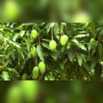 MANGO TREE 1.8 MTR HT (MANGIFERA)