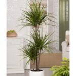 DRACAENA MARGINATA 3 STEM 150CM HEIGHT POTTED