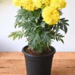 MARIGOLD YELLOW / ORANGE - SINGLE PLANT