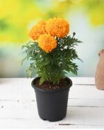 MARIGOLD YELLOW / ORANGE - SINGLE PLANT - Image 2