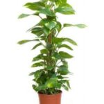 EPIPREMNUM MOSS STICK (MONEY PLANT) 120 CM HT