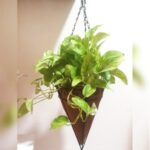 POTHOS [ MONEY PLANT / EPIPREMNUM] WITH HANGING COIR BASKET POT