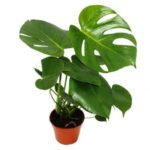 MONSTERA - 50 - 60 CM HT