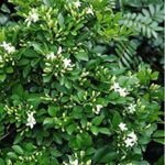 MURRAYA , 70 TO 80 CM HT - 4 STICK SUPPORT