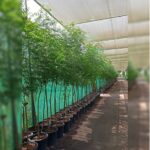 NEEM TREE - 2MTR (AZADIRACHTA INDICA)