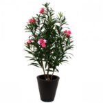 OLEANDER