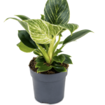 PHILODENDRON BIRKIN - 30 CM HEIGHT