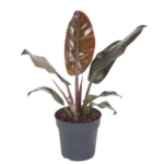 PHILODENDRON BURGUNDY 40 -50 CM