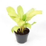 PHILODENDRON GOLDEN - 30 CM