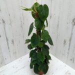 PHILODENDRON GREEN MOSSTICK - 120 CM POTTED