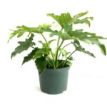 PHILODENDRON HOPE - 40 CM