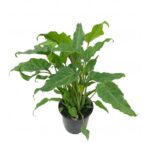 PHILODENDRON WINTERBOURN - 35 CM