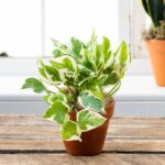 POTHOS [ MONEY PLANT/ EPIPREMNUM ] VARIEGATED