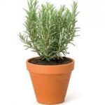 ROSE MARY 30 CM TOTAL HEIGHT
