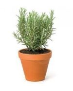 ROSE MARY 30 CM TOTAL HEIGHT