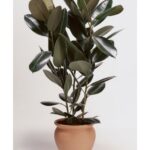 RUBBER PLANT IN CLAY POT - BROWN / WHITE COLOR POT 70 - 90 CM TOTAL HEIGHT