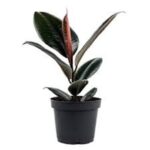 FICUS ELASTICA - ( RUBBER PLANT SMALL ) - BURGUNDY COLOR