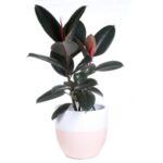 RUBBER PLANT POTTED - 75 CM POTTED