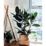 FICUS ELASTICA 3 STICK [RUBBER PLANT ] POTTED IN 30 CM BAKSET BAMBOO BASKET - TOTAL HEIGHT - 100 CM
