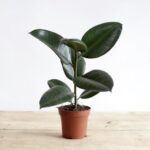 FICUS ELASTICA SMALL - ( RUBBER PLANT ) - 30 CM