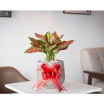 AGLAONEMA POTTED WITH RIBBON WRAP - 30 CM HEIGHT