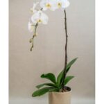 ORCHID DOUBLE STEM POTTED