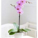 PINK ORCHID DOUBLE STEM POTTED