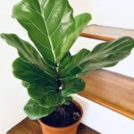FICUS LYRATA. FIDDLE FIG 40-45 CM HEIGHT .