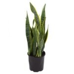 SANSEVIERIA TRIFASCIATA(SNAKE PLANT) 40 - 50 CM HEIGHT