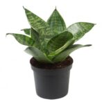 SNAKE PLANT [ MINI GREEN ]