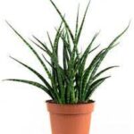 SNAKE PLANT [ PUNK ]