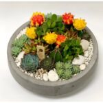 SUCCULENTS N CACTI BEAUTIFULLY ARRANGED SET