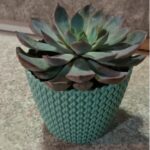 SUCCULENT POTTED - 20 CM HEIGHT