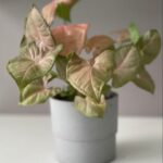 SYNGONIUM PINK POTTED - 30 CM