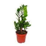 ZAMIOCULCAS ZAMIIFOLIA -30CM - HT