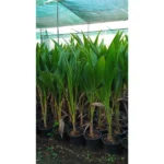 COCOS NUCIFERA - OVERALL HEIGHT 1.5-2.0M - Image 2